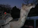 We arrived in the state of Rajasthan, the land of the Maharajas, by night train from Delhi and arrived at dawn. First thing we saw was this camel by the tiny train station. Appropriate as most of Rajasthan is in the Thar Desert.